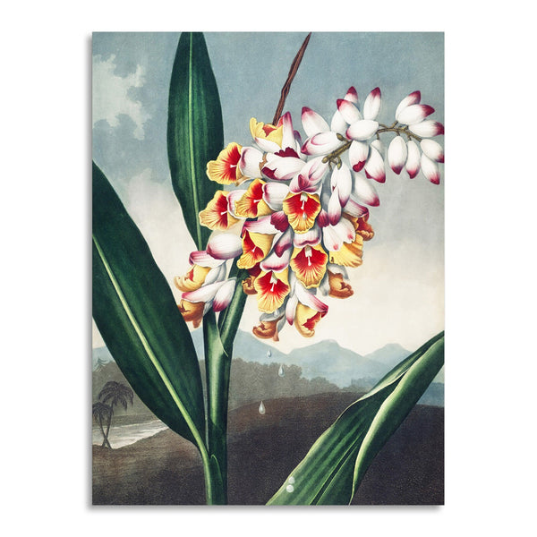 Quadro Stampa su Tela con Telaio in Legno Robert John Thornton - The Nodding Renealmia from The Temple of Flora