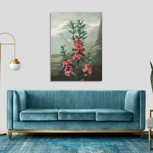 Quadro Stampa su Tela con Telaio in Legno Robert John Thornton - The Narrow–Leaved Kalmia from The Temple of Flora
