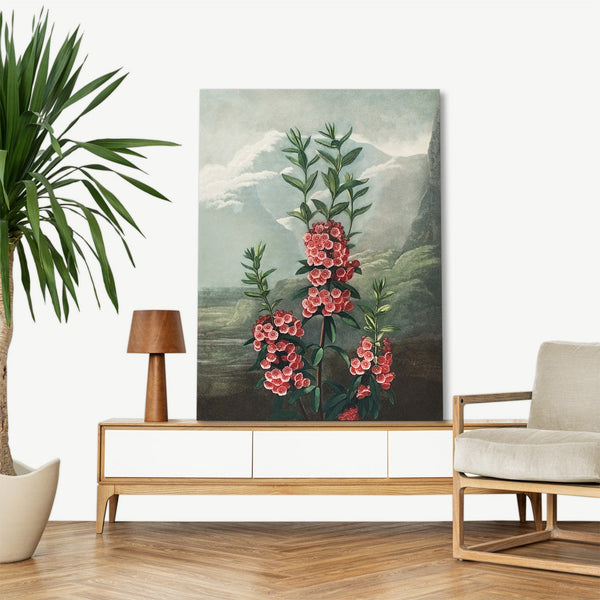 Quadro Stampa su Tela con Telaio in Legno Robert John Thornton - The Narrow–Leaved Kalmia from The Temple of Flora