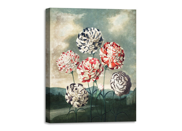 Quadro Stampa su Tela con Telaio in Legno Robert John Thornton - A Group of Carnations from The Temple of Flora
