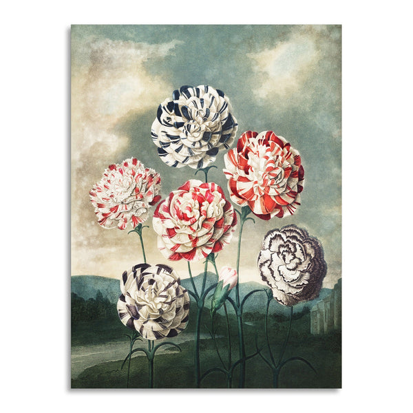 Quadro Stampa su Tela con Telaio in Legno Robert John Thornton - A Group of Carnations from The Temple of Flora