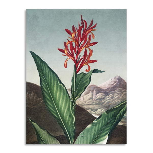 Quadro Stampa su Tela con Telaio in Legno Robert John Thornton - Indian Reed from The Temple of Flora