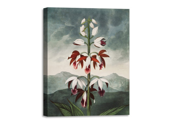 Quadro Stampa su Tela con Telaio in Legno Robert John Thornton - The Chinese Limodoron from The Temple of Flora