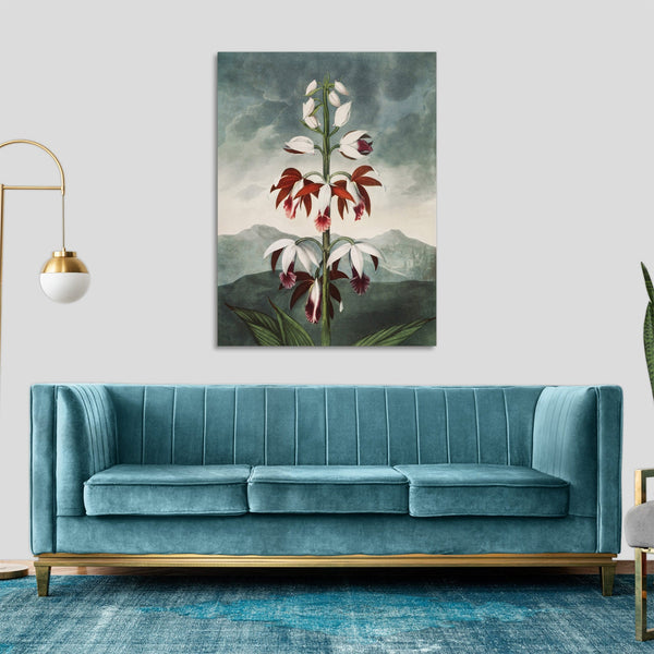 Quadro Stampa su Tela con Telaio in Legno Robert John Thornton - The Chinese Limodoron from The Temple of Flora