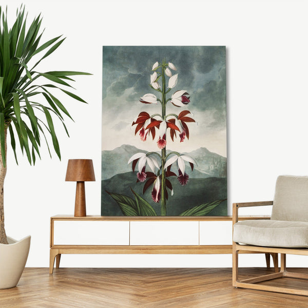 Quadro Stampa su Tela con Telaio in Legno Robert John Thornton - The Chinese Limodoron from The Temple of Flora