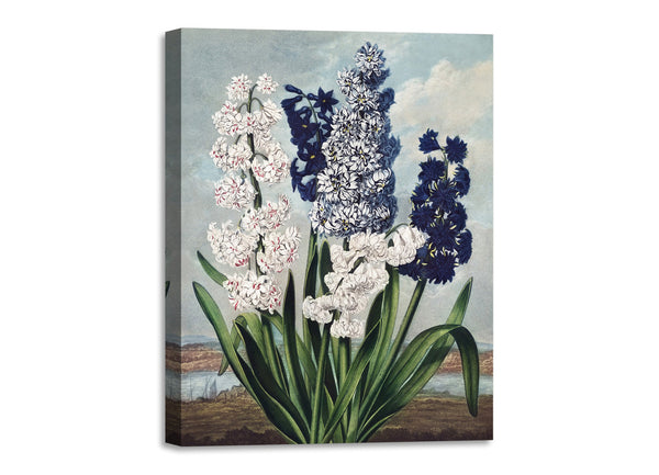 Quadro Stampa su Tela con Telaio in Legno Robert John Thornton - Hyacinths from The Temple of Flora