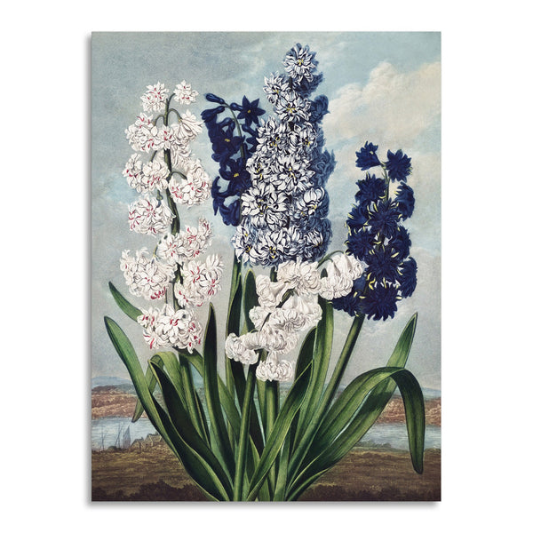 Quadro Stampa su Tela con Telaio in Legno Robert John Thornton - Hyacinths from The Temple of Flora