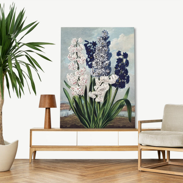 Quadro Stampa su Tela con Telaio in Legno Robert John Thornton - Hyacinths from The Temple of Flora