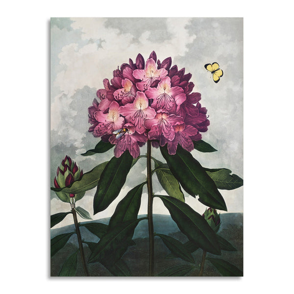 Quadro Stampa su Tela con Telaio in Legno Robert John Thornton - The Pontic Rhododendron from The Temple of Flora