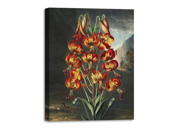 Quadro Stampa su Tela con Telaio in Legno Robert John Thornton - The Superb Lily from The Temple of Flora