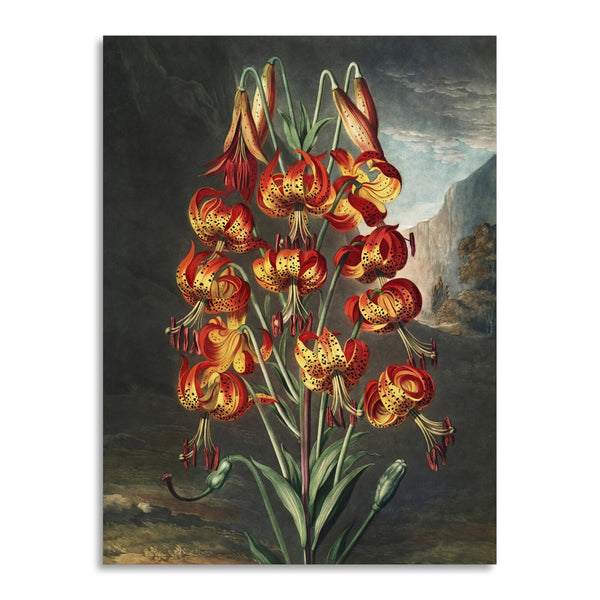 Quadro Stampa su Tela con Telaio in Legno Robert John Thornton - The Superb Lily from The Temple of Flora