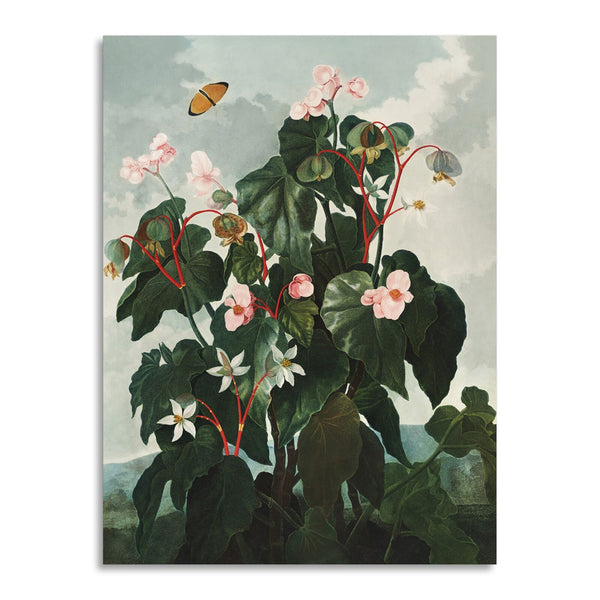 Quadro Stampa su Tela con Telaio in Legno Robert John Thornton - The Oblique Leaved Begonia from The Temple of Flora