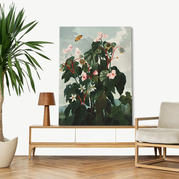 Quadro Stampa su Tela con Telaio in Legno Robert John Thornton - The Oblique Leaved Begonia from The Temple of Flora
