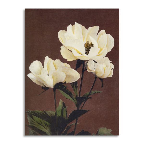 Quadro Stampa su Tela con Telaio in Legno Kazumasa Ogawa - Peony