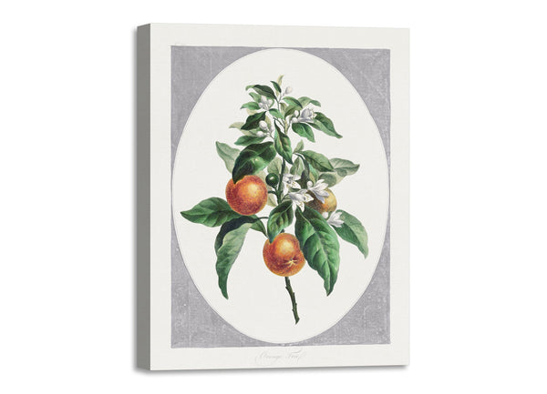 Quadro Stampa su Tela con Telaio in Legno John Edwards - Orange Tree