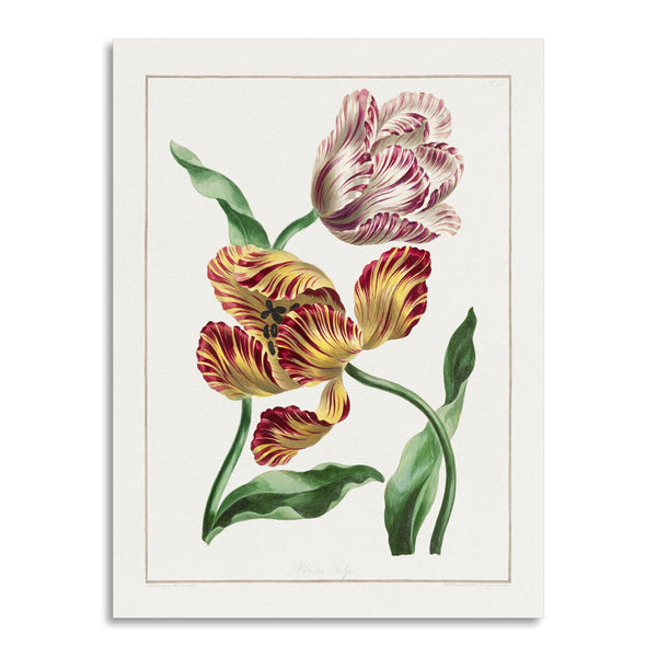 Quadro Stampa su Tela con Telaio in Legno John Edwards - Various Tulips