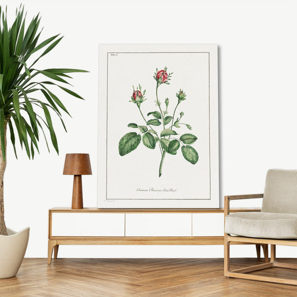 Quadro Stampa su Tela con Telaio in Legno John Edwards - Common Provence Rose Bud