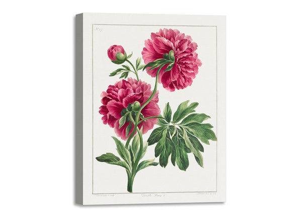 Quadro Stampa su Tela con Telaio in Legno John Edwards - Double Peony