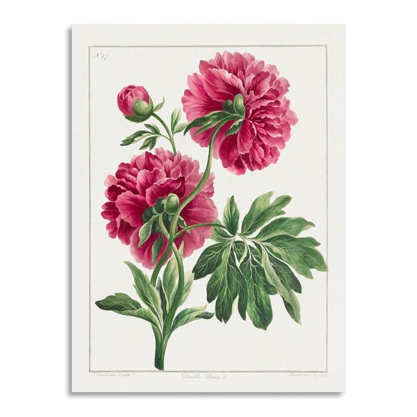 Quadro Stampa su Tela con Telaio in Legno John Edwards - Double Peony