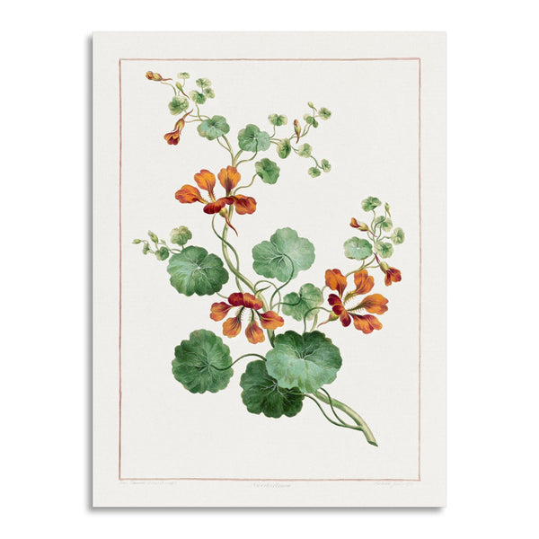 Quadro Stampa su Tela con Telaio in Legno John Edwards - Nasturtium