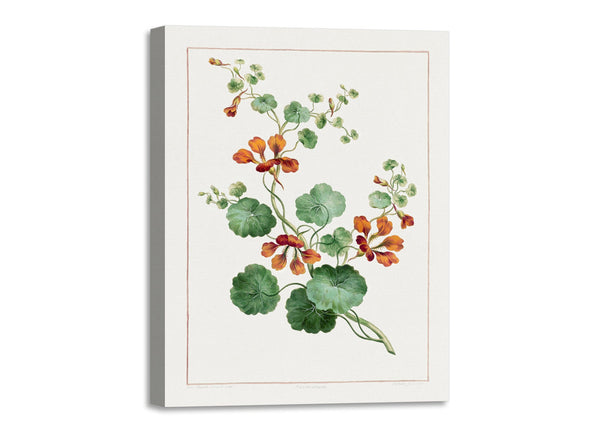 Quadro Stampa su Tela con Telaio in Legno John Edwards - Nasturtium