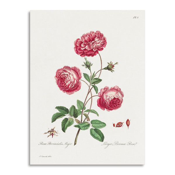 Quadro Stampa su Tela con Telaio in Legno John Edwards - Larger Provence Rose