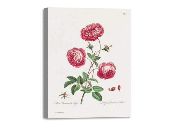 Quadro Stampa su Tela con Telaio in Legno John Edwards - Larger Provence Rose