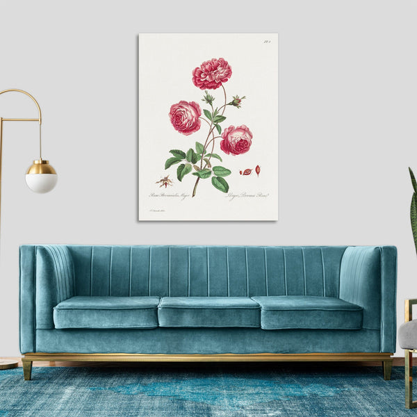 Quadro Stampa su Tela con Telaio in Legno John Edwards - Larger Provence Rose