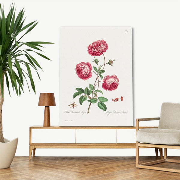 Quadro Stampa su Tela con Telaio in Legno John Edwards - Larger Provence Rose