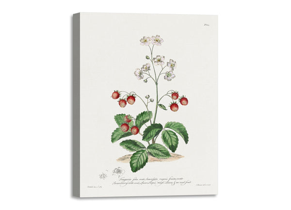 Quadro Stampa su Tela con Telaio in Legno John Edwards - Strawberry with Oval, Spear-Shaped Rough Leaves & an Oval Fruit