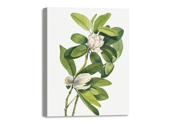 Quadro Stampa su Tela con Telaio in Legno Mary Vaux Walcott - Swamp Magnolia