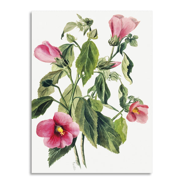 Quadro Stampa su Tela con Telaio in Legno Mary Vaux Walcott - Rose Gentian