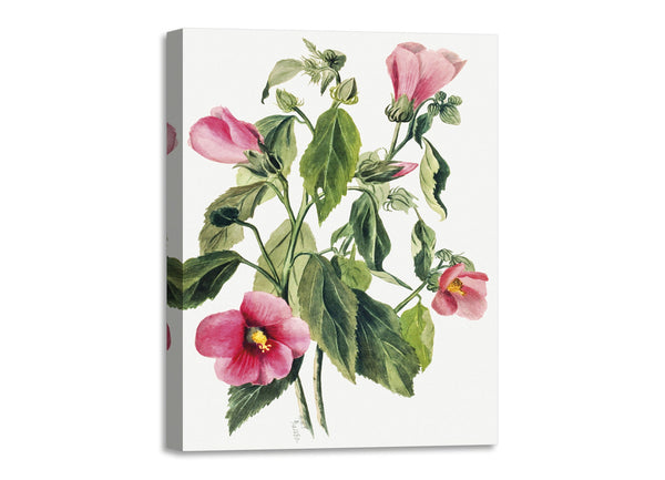 Quadro Stampa su Tela con Telaio in Legno Mary Vaux Walcott - Rose Gentian