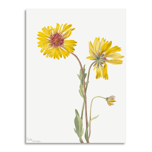 Quadro Stampa su Tela con Telaio in Legno Mary Vaux Walcott - Perennial Gaillardia