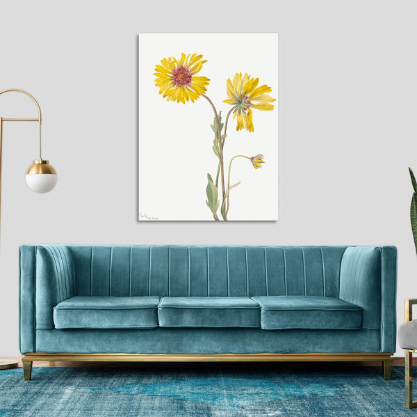 Quadro Stampa su Tela con Telaio in Legno Mary Vaux Walcott - Perennial Gaillardia