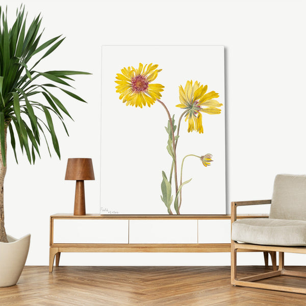 Quadro Stampa su Tela con Telaio in Legno Mary Vaux Walcott - Perennial Gaillardia