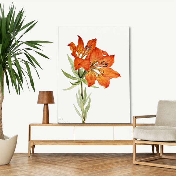 Quadro Stampa su Tela con Telaio in Legno Mary Vaux Walcott - Red Lily