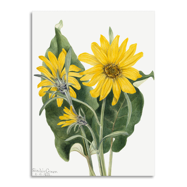 Quadro Stampa su Tela con Telaio in Legno Mary Vaux Walcott - Balsamroot