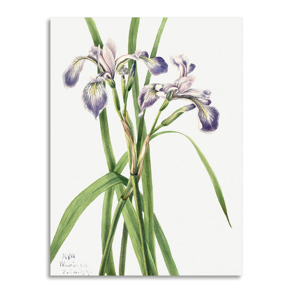 Quadro Stampa su Tela con Telaio in Legno Mary Vaux Walcott - Blueflag Iris