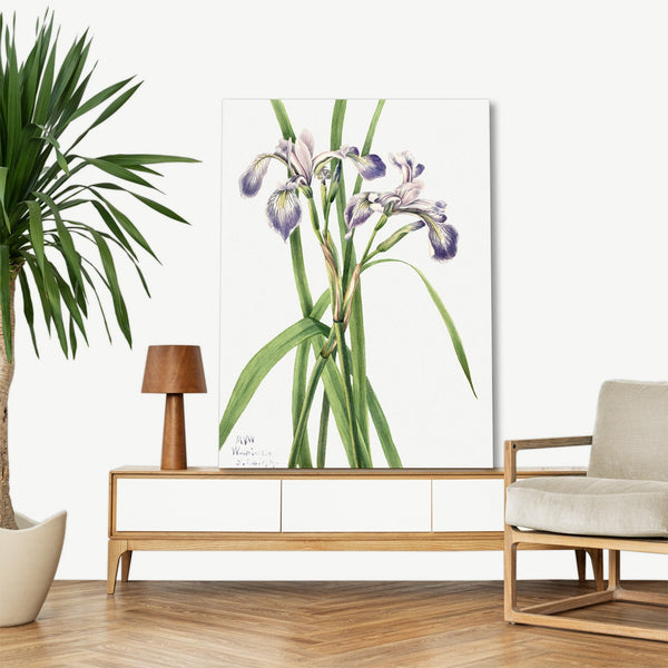 Quadro Stampa su Tela con Telaio in Legno Mary Vaux Walcott - Blueflag Iris