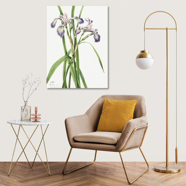 Quadro Stampa su Tela con Telaio in Legno Mary Vaux Walcott - Blueflag Iris