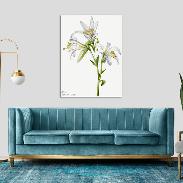 Quadro Stampa su Tela con Telaio in Legno Mary Vaux Walcott - Washington Lily