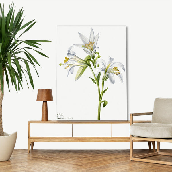 Quadro Stampa su Tela con Telaio in Legno Mary Vaux Walcott - Washington Lily