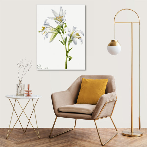 Quadro Stampa su Tela con Telaio in Legno Mary Vaux Walcott - Washington Lily