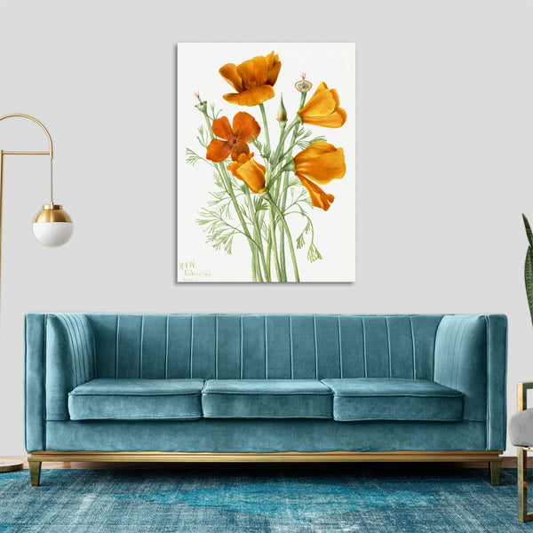 Quadro Stampa su Tela con Telaio in Legno Mary Vaux Walcott - California Poppy