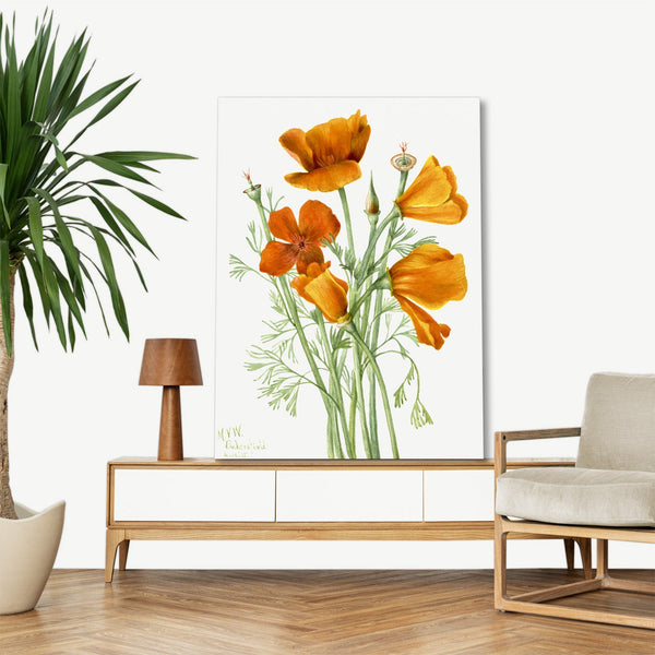 Quadro Stampa su Tela con Telaio in Legno Mary Vaux Walcott - California Poppy