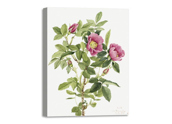 Quadro Stampa su Tela con Telaio in Legno Mary Vaux Walcott - Bourgeau Rose