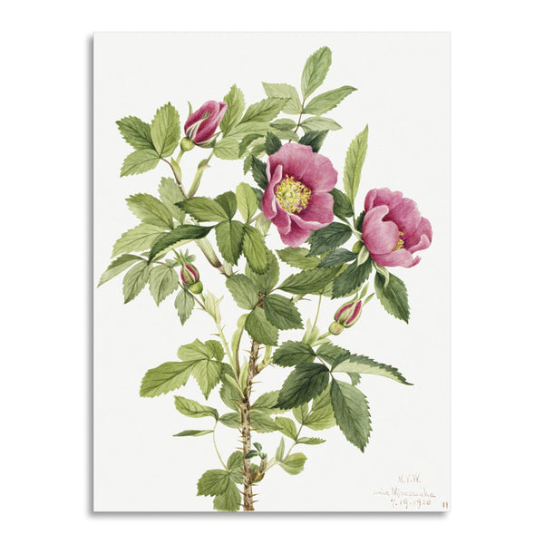 Quadro Stampa su Tela con Telaio in Legno Mary Vaux Walcott - Bourgeau Rose