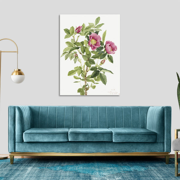 Quadro Stampa su Tela con Telaio in Legno Mary Vaux Walcott - Bourgeau Rose