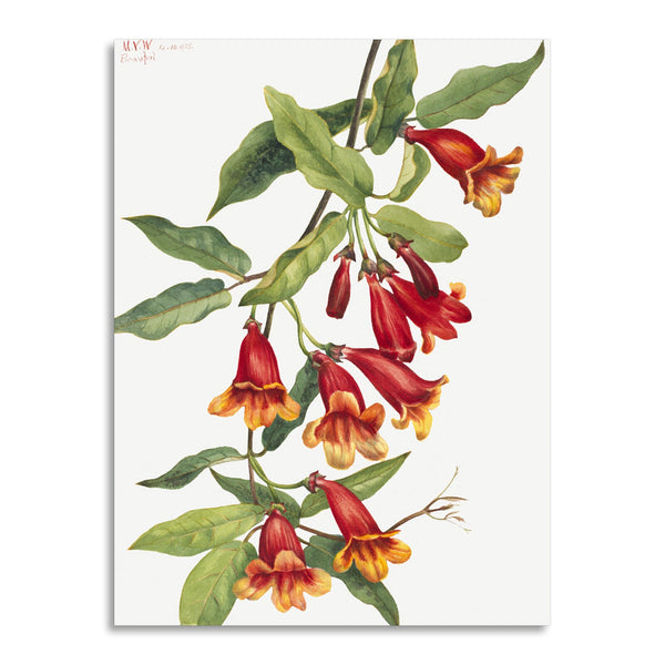 Quadro Stampa su Tela con Telaio in Legno Mary Vaux Walcott - Crossvine